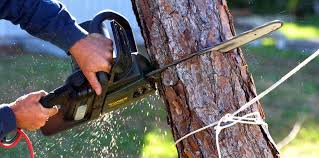 Best Tree Disease Treatment  in Clermont, GA