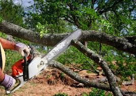 How Our Tree Care Process Works  in  Clermont, GA