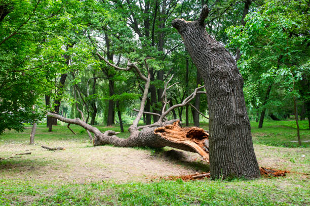 Tree and Shrub Care in Clermont, GA