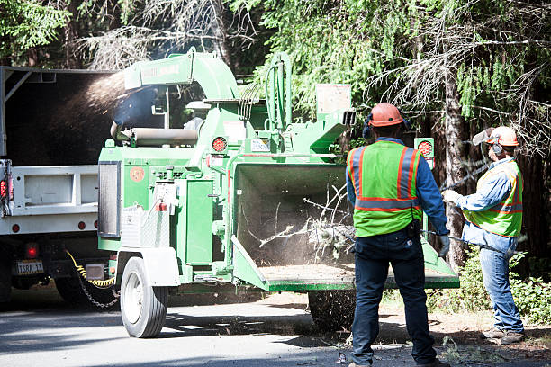Best Leaf Removal  in Clermont, GA