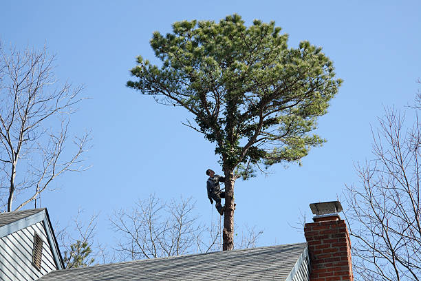 Best Weed Control  in Clermont, GA